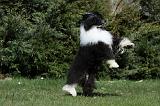 CHIEN NU CHINOIS 083